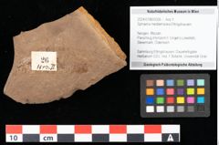 Foto (Objekt + Etikett) von Sphaeria mediterranea Ettingshausen (NHMW-GEO-2024-0188-0026)